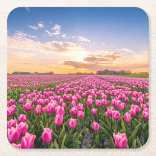 Bloemen   Tulpen Zuid-Holland, Nederland Kartonnen Onderzetters