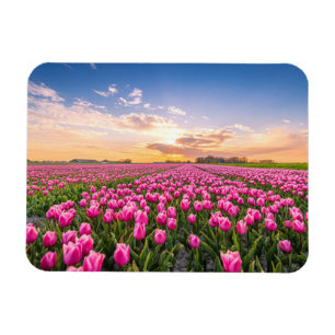 Bloemen   Tulpen Zuid-Holland, Nederland Magneet