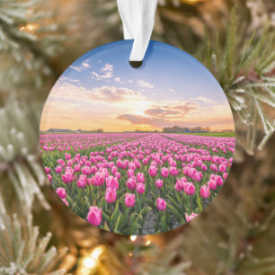 Bloemen   Tulpen Zuid-Holland, Nederland Ornament