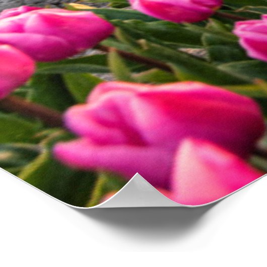 Bloemen | Tulpen Zuid-Holland, Nederland Poster (Hoek)