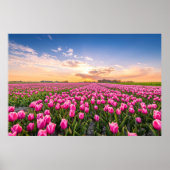 Bloemen | Tulpen Zuid-Holland, Nederland Poster (Voorkant)
