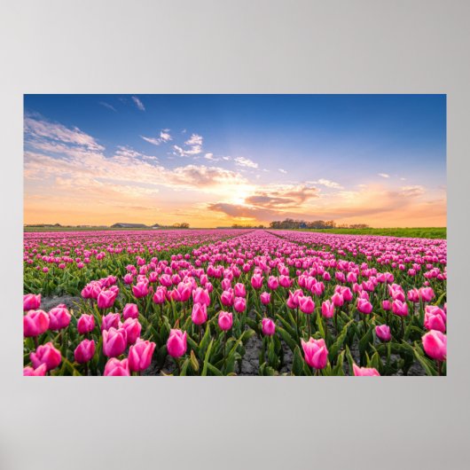 Bloemen | Tulpen Zuid-Holland, Nederland Poster (Voorkant)