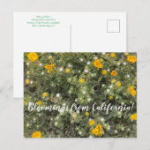 Bloemen uit Californië: Asilomar State Beach Briefkaart (Voorkant / Achterkant)