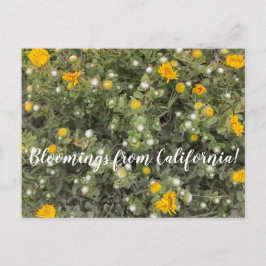 Bloemen uit Californië: Asilomar State Beach Briefkaart