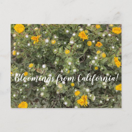 Bloemen uit Californië: Asilomar State Beach Briefkaart (Voorkant)