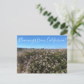 Bloemen uit Californië: California Boekweit Briefkaart (Staand voorkant)