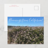 Bloemen uit Californië: California Boekweit Briefkaart (Voorkant / Achterkant)