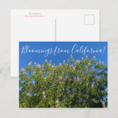Bloemen uit Californië: California Buckeye Briefkaart (Voorkant / Achterkant)