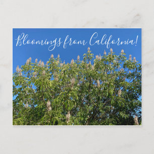 Bloemen uit Californië: California Buckeye Briefkaart