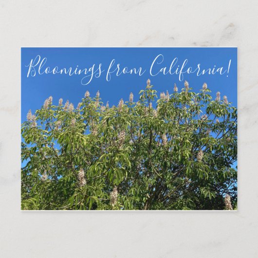 Bloemen uit Californië: California Buckeye Briefkaart (Voorkant)