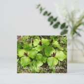 Bloemen uit Californië: Giant Wakerobin Briefkaart (Staand voorkant)