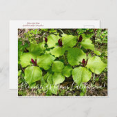 Bloemen uit Californië: Giant Wakerobin Briefkaart (Voorkant / Achterkant)