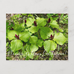 Bloemen uit Californië: Giant Wakerobin Briefkaart