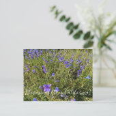 Bloemen uit Californië: Penstemon Margarita BOP Briefkaart (Staand voorkant)