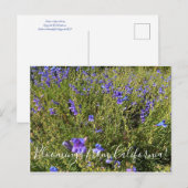 Bloemen uit Californië: Penstemon Margarita BOP Briefkaart (Voorkant / Achterkant)