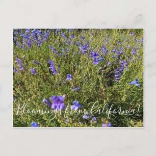 Bloemen uit Californië: Penstemon Margarita BOP Briefkaart