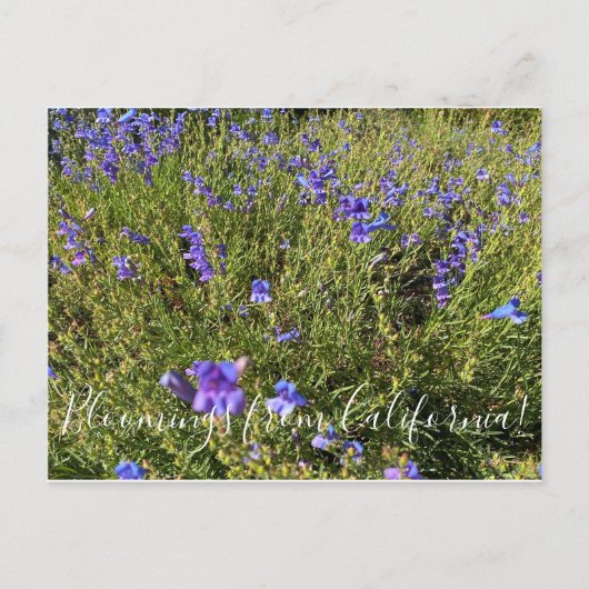 Bloemen uit Californië: Penstemon Margarita BOP Briefkaart (Voorkant)