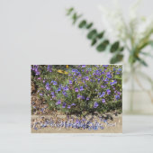 Bloemen uit Californië: Penstemon Margarita BOP Briefkaart (Staand voorkant)