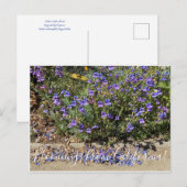 Bloemen uit Californië: Penstemon Margarita BOP Briefkaart (Voorkant / Achterkant)