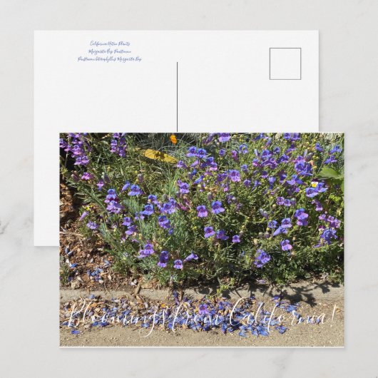 Bloemen uit Californië: Penstemon Margarita BOP Briefkaart (Voorkant / Achterkant)
