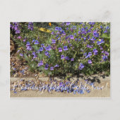 Bloemen uit Californië: Penstemon Margarita BOP Briefkaart (Voorkant)