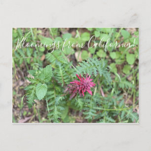 Bloemen uit Californië: Warrior's Plume Briefkaart