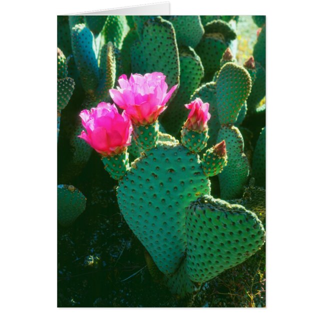 Bloemen van Beavertail Cactus (Voorkant)