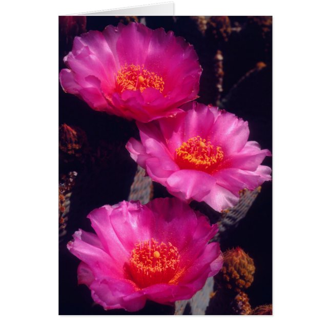 Bloemen van Beavertail Cactus 2 (Voorkant)
