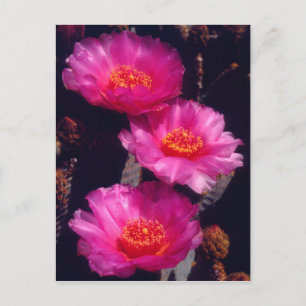 Bloemen van Beavertail Cactus 2 Briefkaart