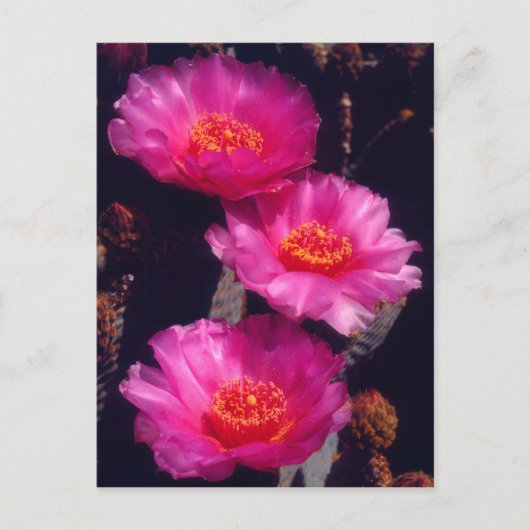 Bloemen van Beavertail Cactus 2 Briefkaart (Voorkant)