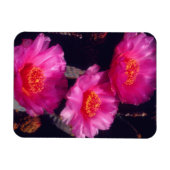 Bloemen van Beavertail Cactus 2 Magneet (Horizontaal)