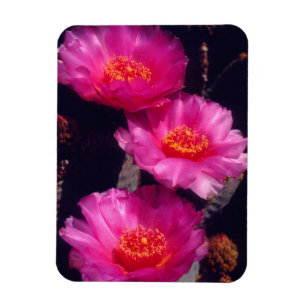 Bloemen van Beavertail Cactus 2 Magneet