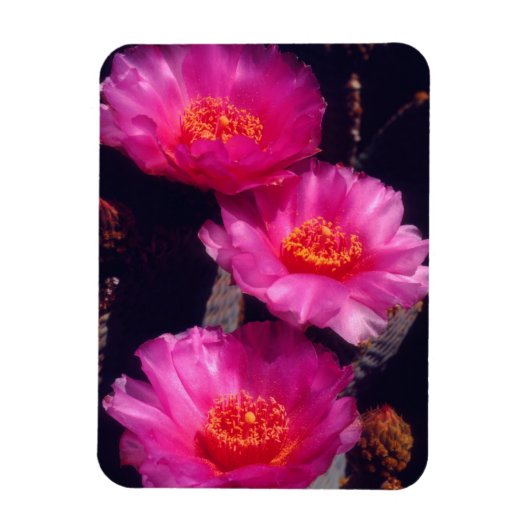 Bloemen van Beavertail Cactus 2 Magneet (Verticaal)