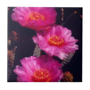 Bloemen van Beavertail Cactus 2 Tegeltje