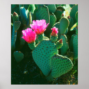 Bloemen van Beavertail Cactus Poster
