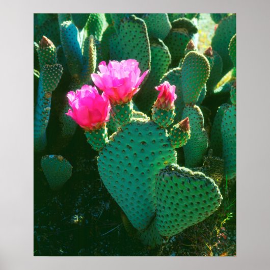 Bloemen van Beavertail Cactus Poster (Voorkant)