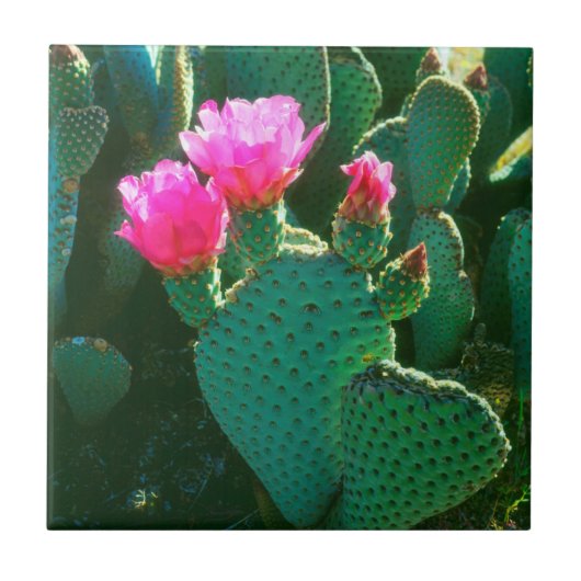 Bloemen van Beavertail Cactus Tegeltje (Voorkant)