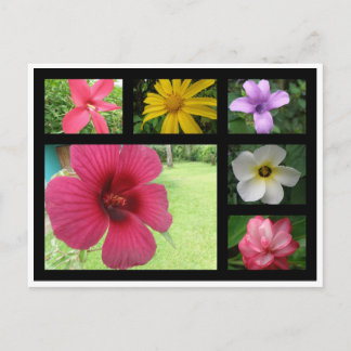 Bloemen van Costa Rica Briefkaart