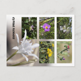Bloemen van Cyprus Ansichtkaart Briefkaart
