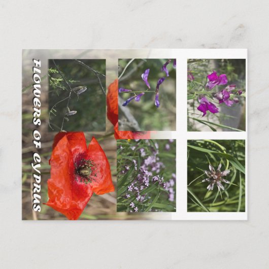 Bloemen van Cyprus Postcare Briefkaart (Voorkant)