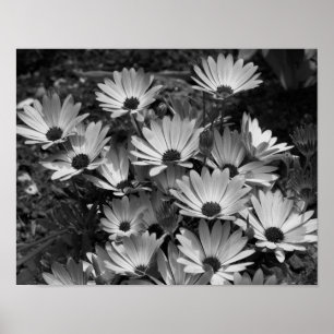 bloemen van de Afrikaanse Daisy in zwart-wit Poster