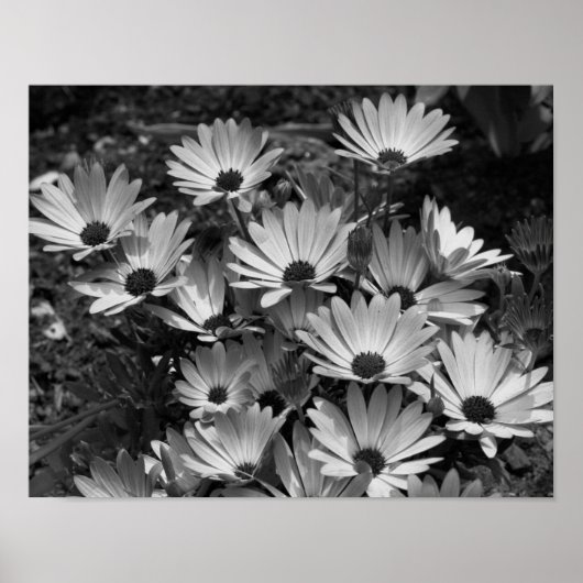 bloemen van de Afrikaanse Daisy in zwart-wit Poster (Voorkant)