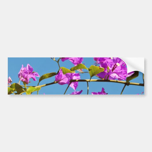 Bloemen van de Bougainvillea Bumpersticker (Voorkant)