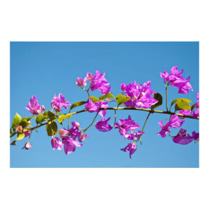 Bloemen van de Bougainvillea Foto Afdruk