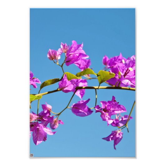 Bloemen van de Bougainvillea Foto Afdruk (Voorkant)
