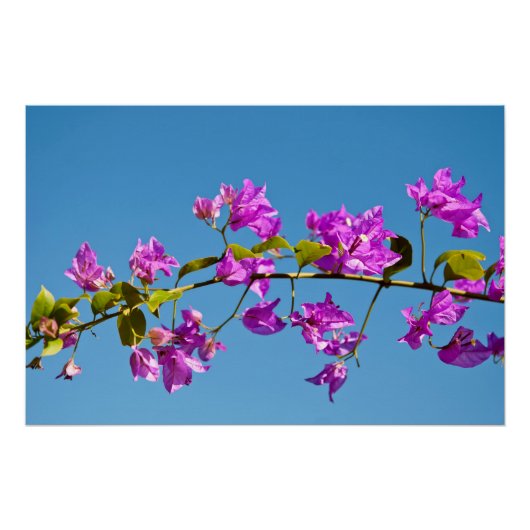 Bloemen van de Bougainvillea Perfect Poster (Voorkant)
