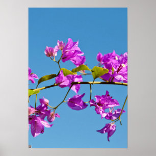 Bloemen van de Bougainvillea Poster