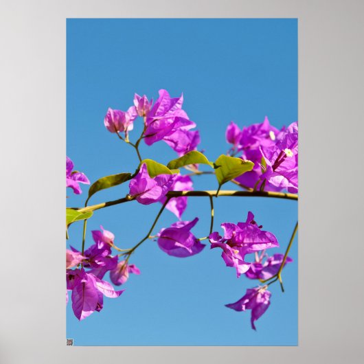 Bloemen van de Bougainvillea Poster (Voorkant)