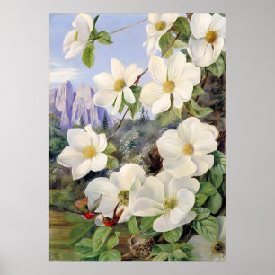 Bloemen van de Californisch door Marianne North Poster