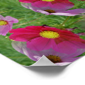 Bloemen van de Cosmos Abstracte Natuur Poster (Hoek)